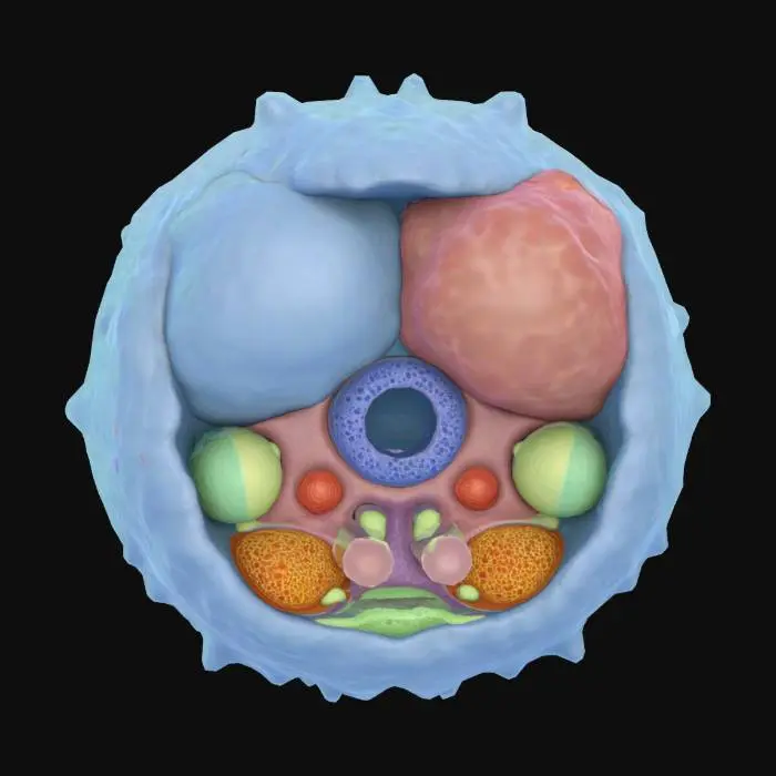 3D model for Create a simplified 3D model of an animal cell, with visible organelles such as nucleus, mitochondria, ribosomes, endoplasmic reticulum, and Golgi apparatus. No labels. No background. Color-coded organelles.