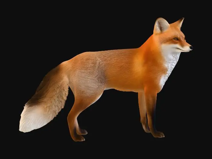 3D model for Crimson Fox