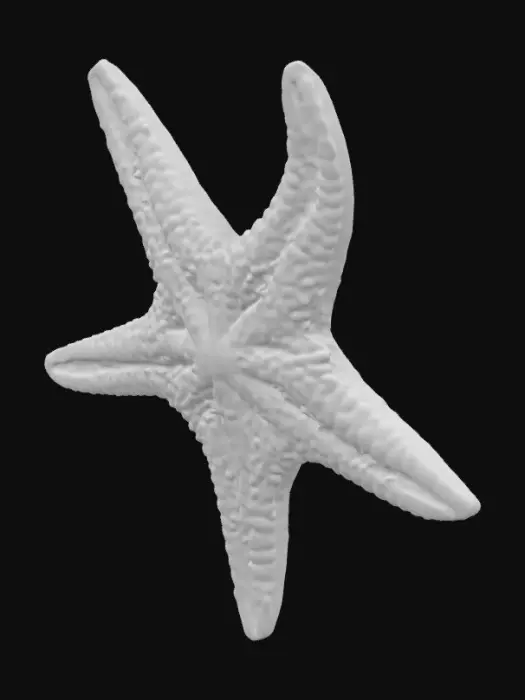 3D model for North Atlantic starfish with 5 arms and is uneven 