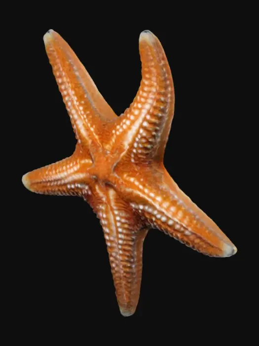 3D model for North Atlantic starfish with 5 arms and is uneven 