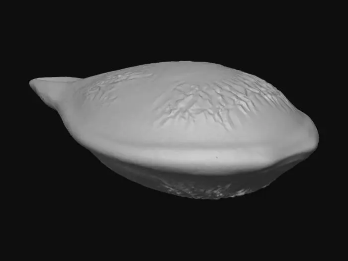 3D model for apple seed