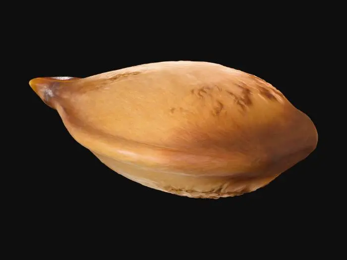 3D model for apple seed