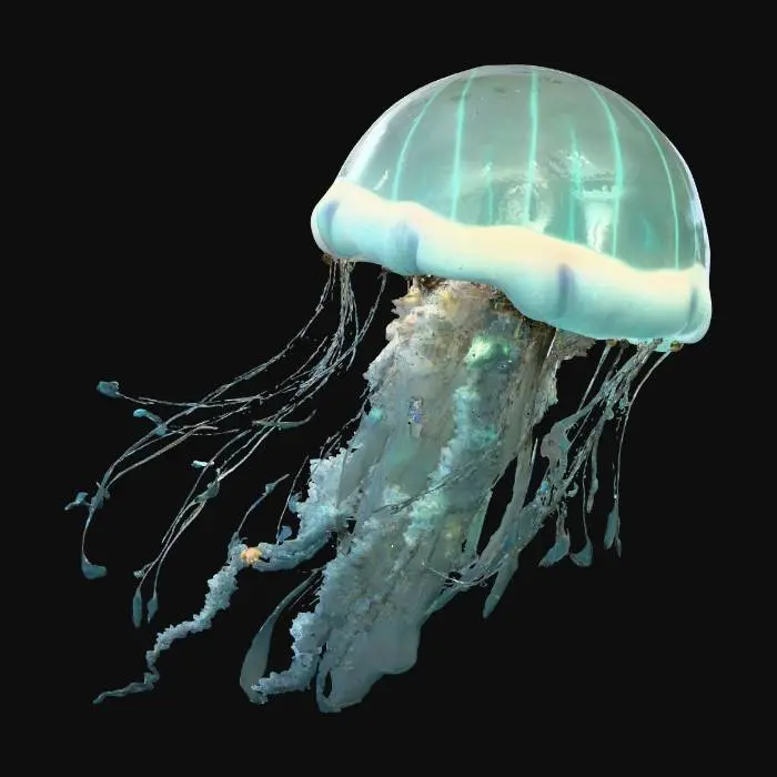 3D model for Celestial Mechanism