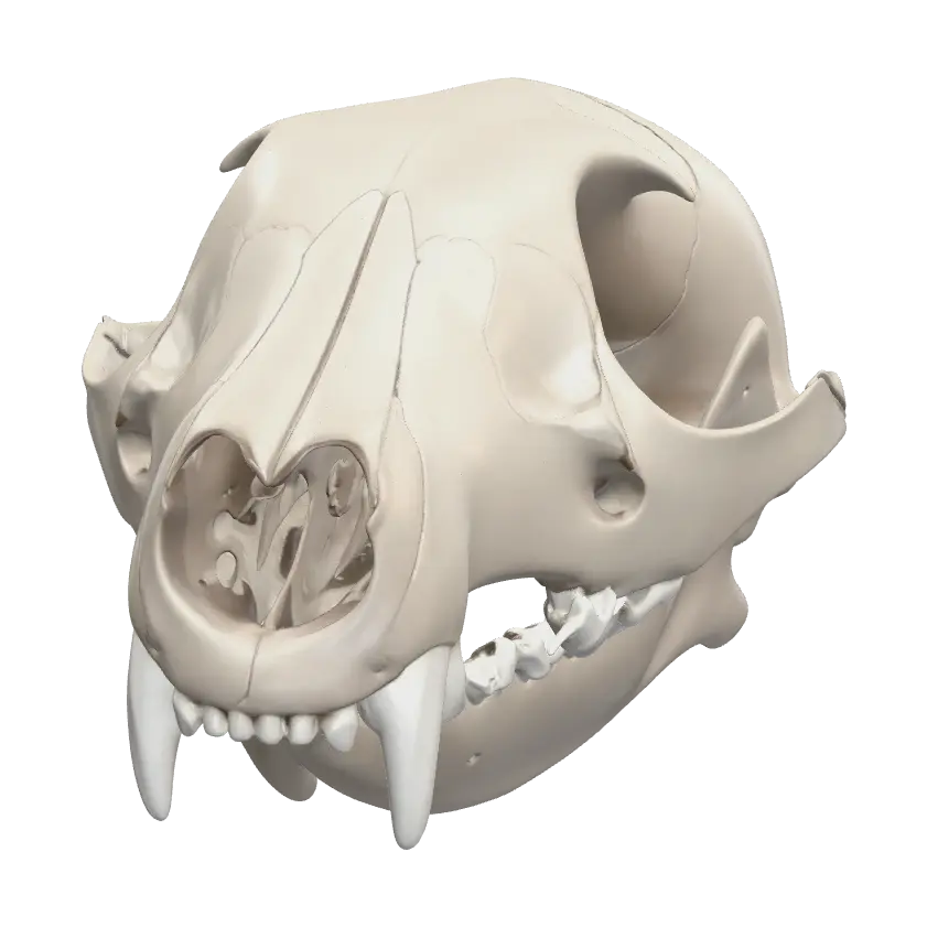 rat