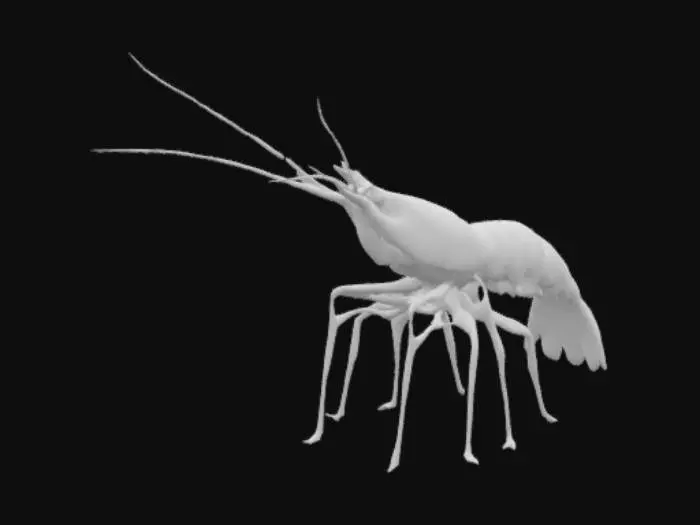 3D model for Create a model of an Australia King prawn which can be 3d printed