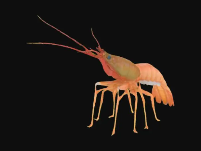3D model for Create a model of an Australia King prawn which can be 3d printed