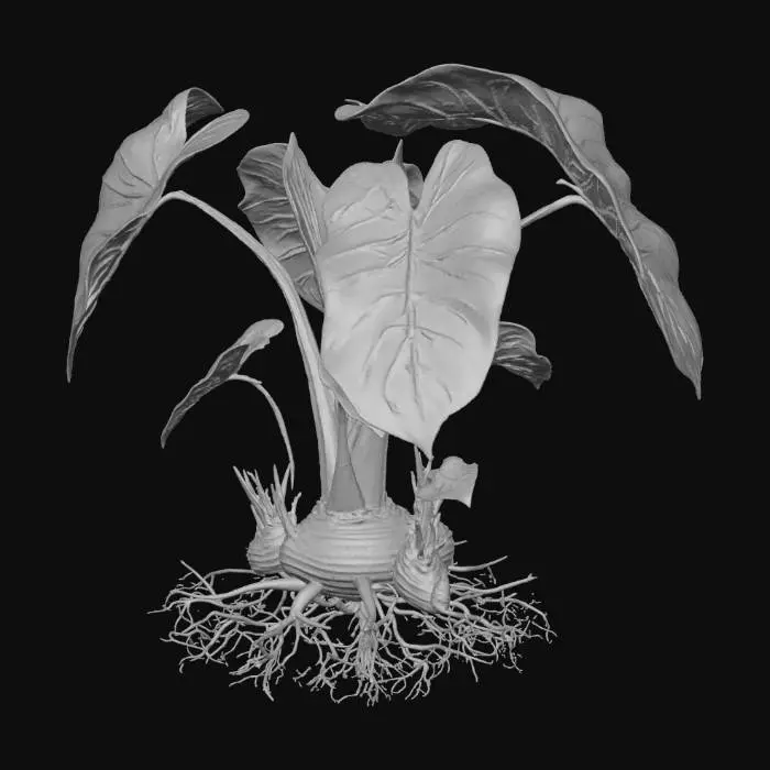 3D model for Taro Plant