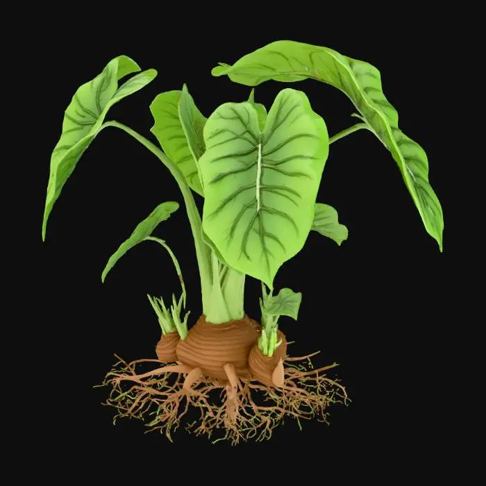 3D model for Taro Plant