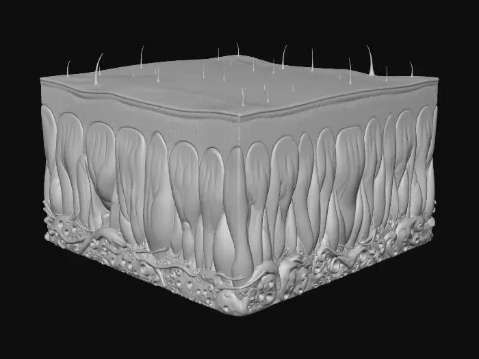 3D model for Human Skin