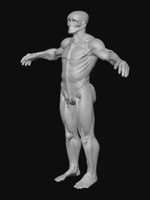 3D model for Anatomical Structure Model