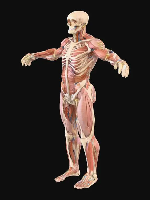 3D model for Anatomical Structure Model