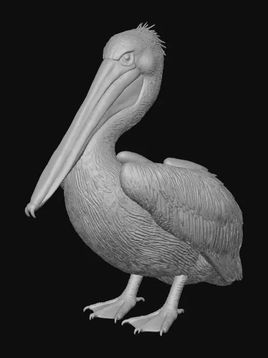3D model for Majestic Pelican