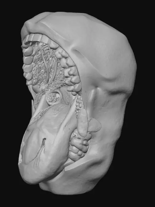 3D model for big mounth