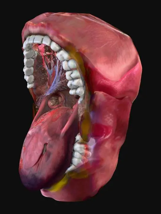 3D model for big mounth