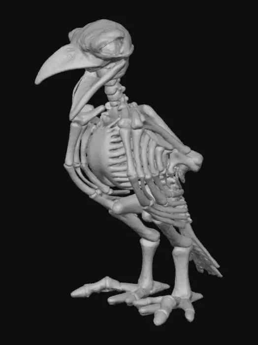 3D model for Avian Remains