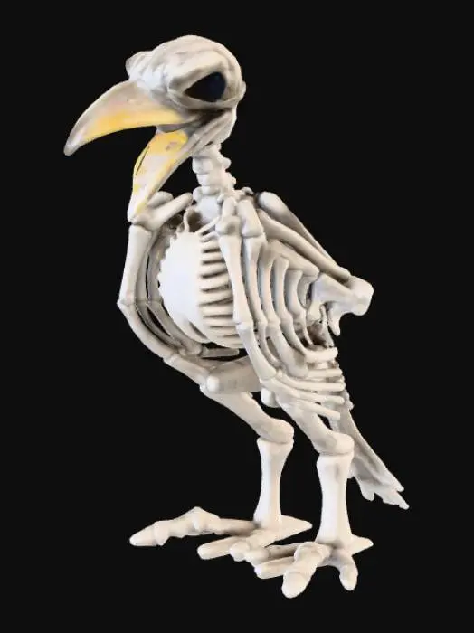 3D model for Avian Remains