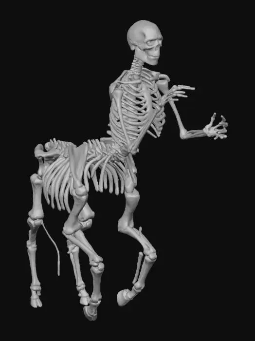 3D model for Centaur Skeleton