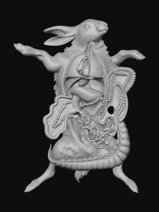3D model for Anatomy of a Rabbit