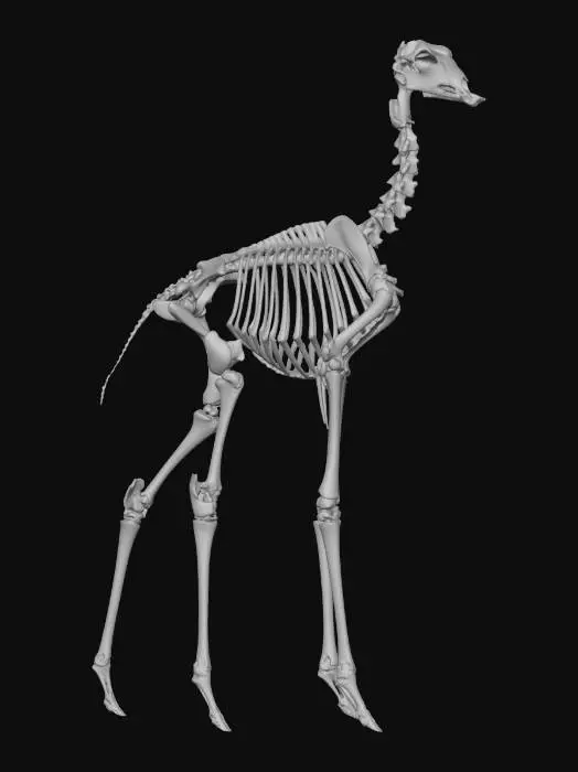 3D model for Giraffe Skeleton