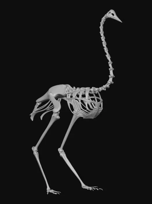 3D model for Ostrich Skeleton