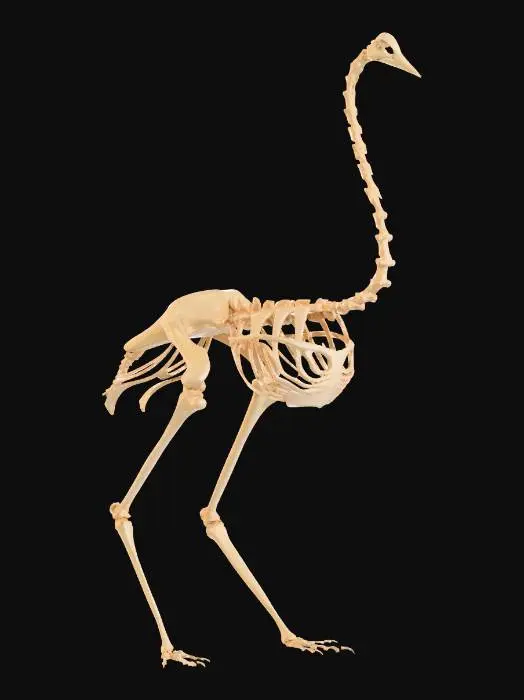 3D model for Ostrich Skeleton