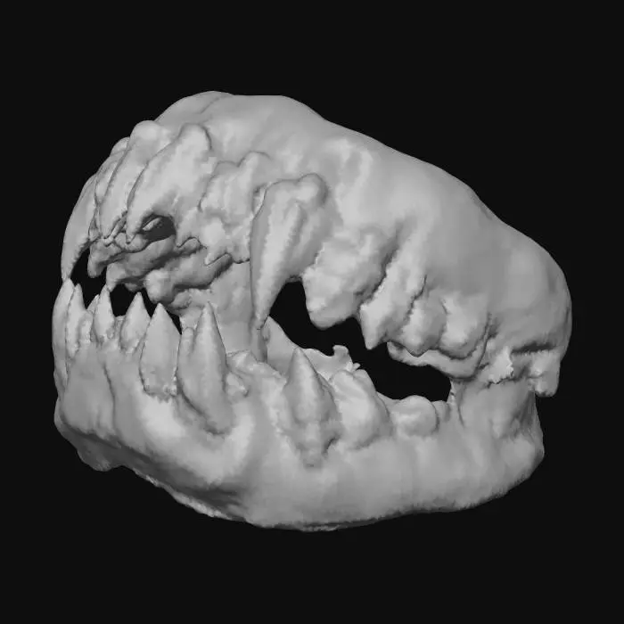 3D model for teeth gr