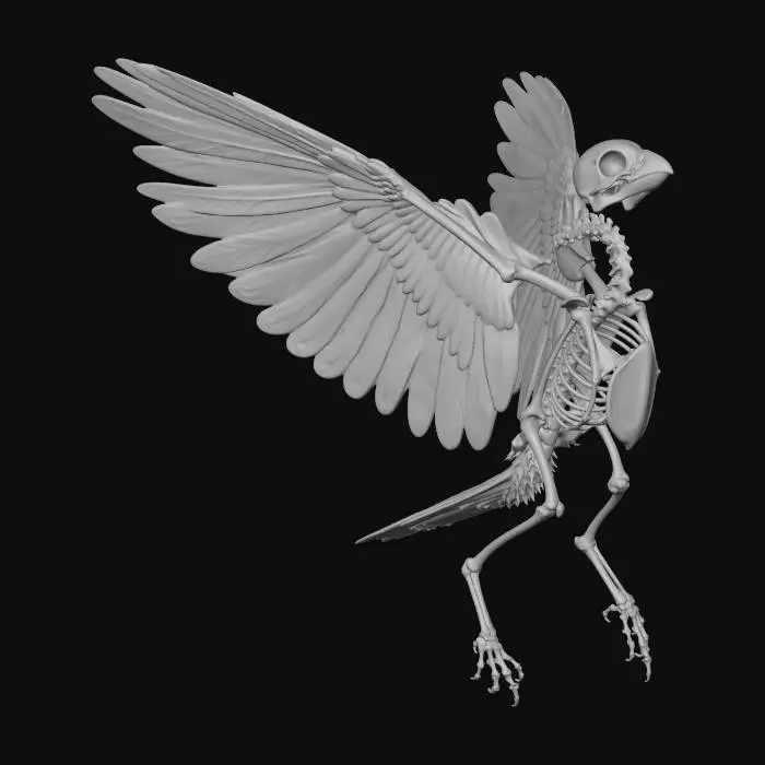3D model for Bone Bird