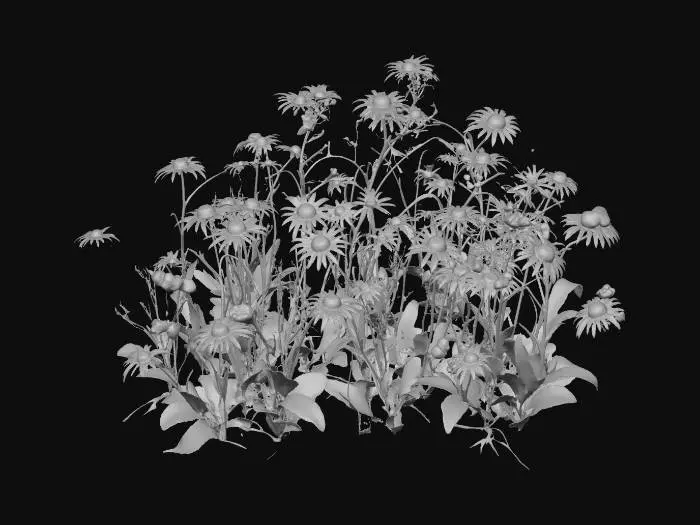 3D model for Daisy Pathway