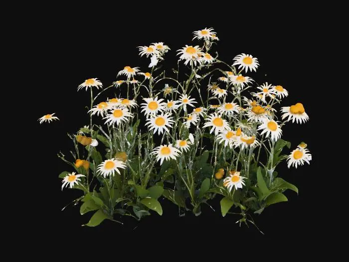 3D model for Daisy Pathway