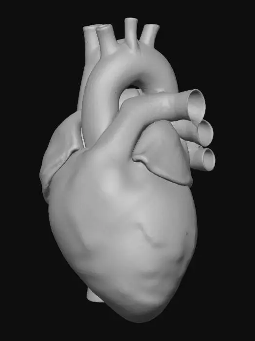 3D model for human heart with associated arteries