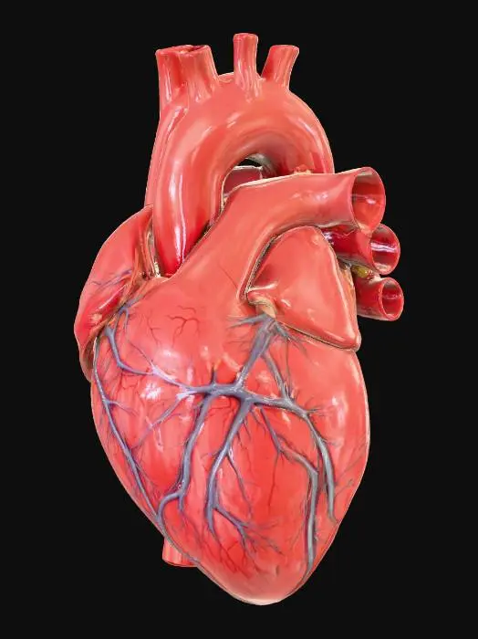 3D model for human heart with associated arteries