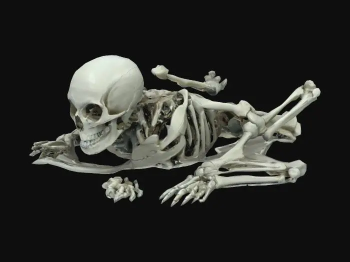 3D model for Pile of bones