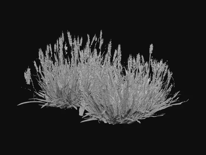 3D model for A rectangular segment of robust, faded dark green grassy terrain, characterized by a dense growth of broad-leafed grass. The color is a deep, desaturated forest green, transitioning to a yellowish-brown in areas where it's more faded. The texture is coarse and slightly matted, with a springy resistance. The ground beneath is largely obscured by the thick, interwoven blades, creating a uniform, albeit slightly uneven, surface.