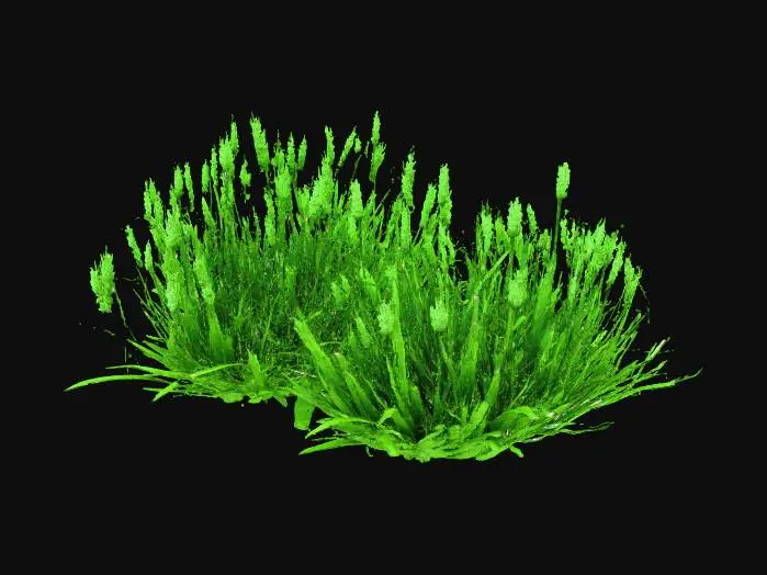 3D model for A rectangular segment of robust, faded dark green grassy terrain, characterized by a dense growth of broad-leafed grass. The color is a deep, desaturated forest green, transitioning to a yellowish-brown in areas where it's more faded. The texture is coarse and slightly matted, with a springy resistance. The ground beneath is largely obscured by the thick, interwoven blades, creating a uniform, albeit slightly uneven, surface.