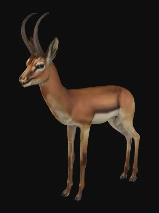 3D model for Southern African Elegant Antelope, #AroundTheWorld#