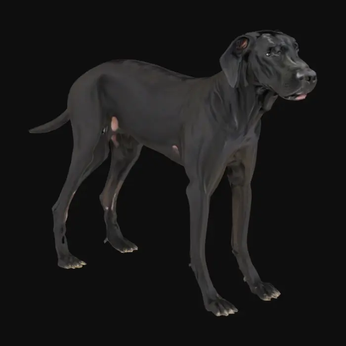 3D model for Black great dane
