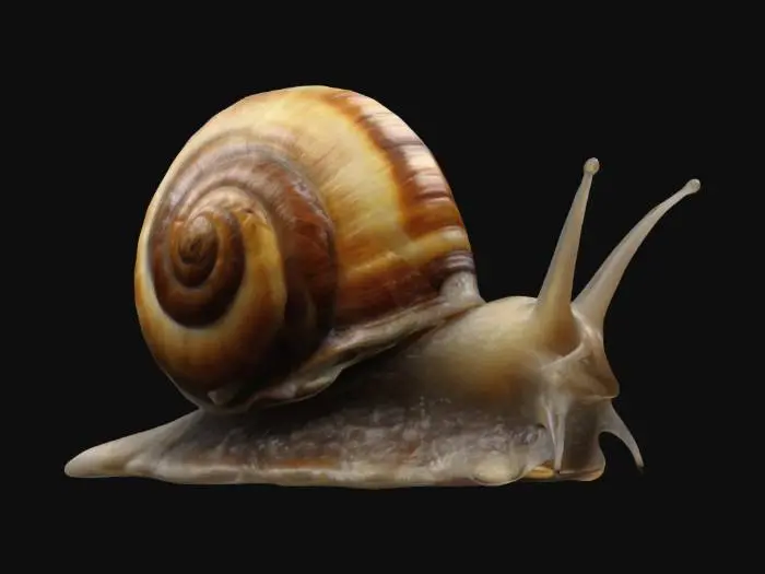 3D model for highly detailed snail with a perfect shell 4k detail, #game figure#,  