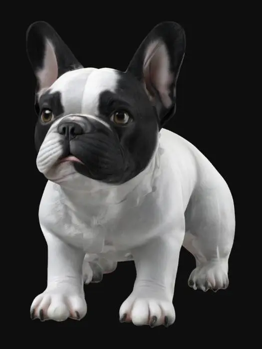 3D model for An extremely detailed ultra-realistic French bulldog 