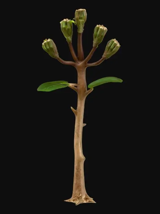 3D model for A peculiar "hand plant" emerges from the soil, its thick, central stalk splitting into five distinct, branch-like formations that eerily resemble human fingers. These digits are covered in small, waxy, dark green leaves, giving them a slightly coarse, yet firm, texture. The main stem and finger-like branches are a mottled brown and grey, like aged bark, with visible ridges and grooves. At the tips of its "fingers," delicate, pale yellow flowers bloom, contrasting with the plant's gnarled, root-like appearance.