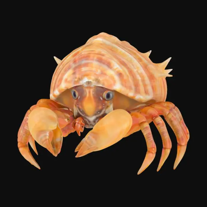3D model for beautiful conk seashell hermit crab, #ocean#