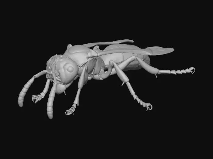 3D model for Wasp Wonder