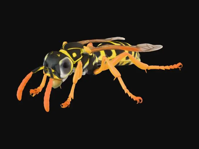 3D model for Wasp Wonder