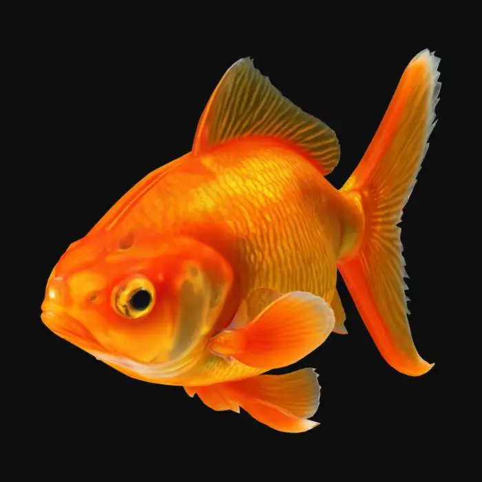 3D model for A realistic goldfish


