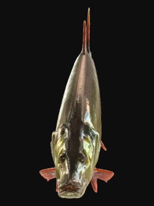 3D model for Northern Pike