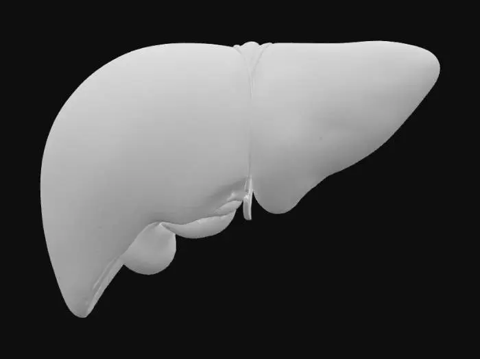 3D model for Liver