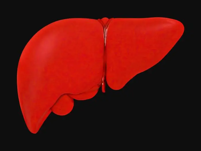 3D model for Liver