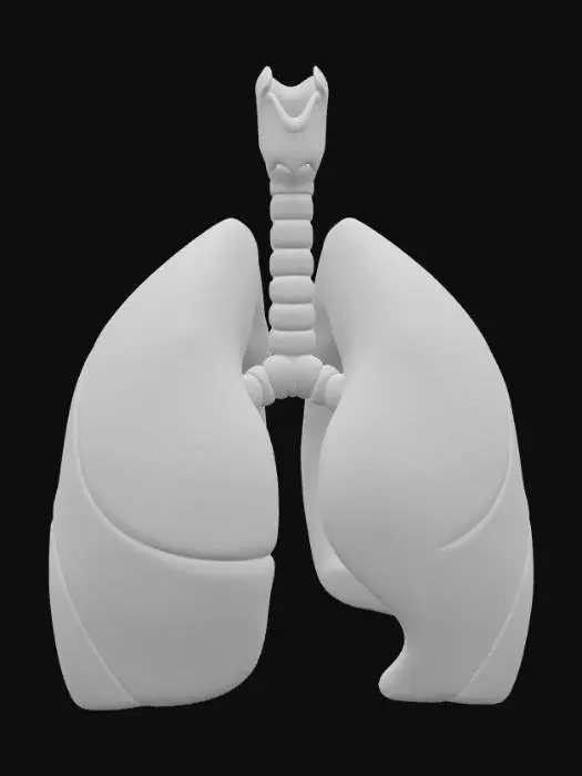 3D model for Lungs