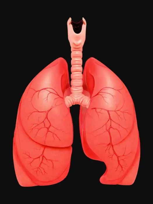 3D model for Lungs