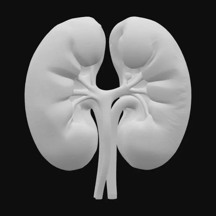 3D model for Kidney