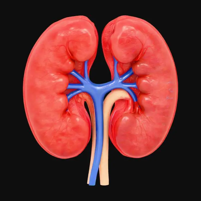3D model for Kidney